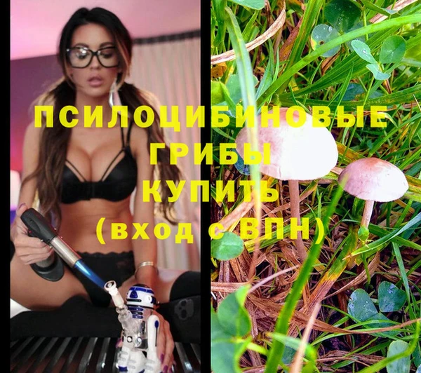 стафф Алексин